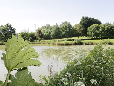 A pond surrounded by trees and plants with green grass at Apple Tree Lodge in Gillingham