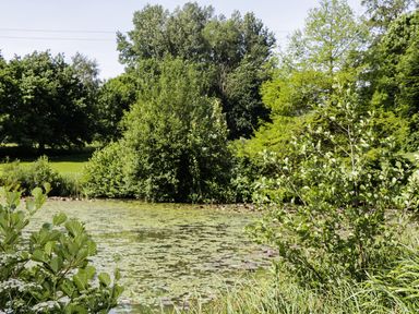 A pond with lily pads surrounded by trees and bushes at Apple Tree Lodge in Gillingham