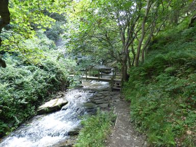 A creek with a wooden footbridge and a dirt path surrounded by trees and dense greenery at Threshings Cottage in Tintagel