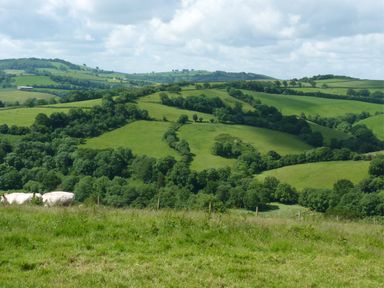 A grassy hillside with trees and cows in the foreground with rolling green hills in the background at Fig Tree Cottage in Bickleigh