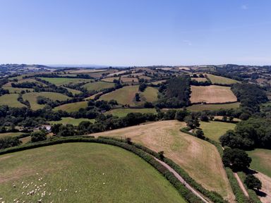 A rural landscape with fields, trees, and sheep on rolling hills at Fig Tree Cottage in Bickleigh