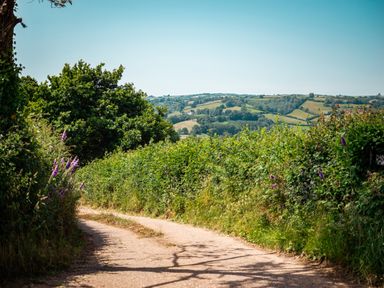 A country dirt road bordered by green hedges and purple flowers with rolling hills in the background at Fig Tree Cottage in Bickleigh