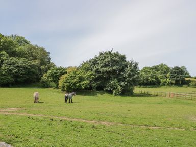 A field with two horses and trees in the background at Pen Y Bryn Cottage in Llandudno