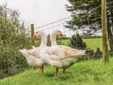 Two white geese standing on green grass near a wire fence with trees in the background at Wren Cottage in Ilfracombe