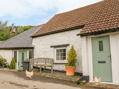 A cottage exterior with two chickens a wooden bench and potted plants at Wren Cottage Ilfracombe