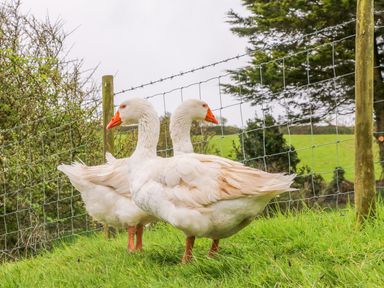 Two white geese standing on grass near a wire fence with trees and green fields in the background at Martin Cottage in Ilfracombe