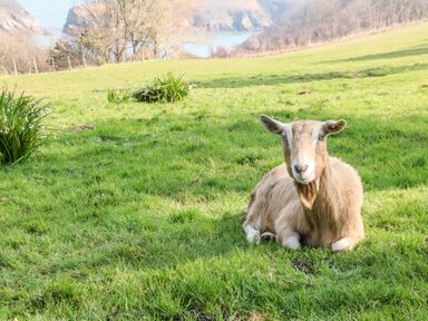A goat lying on grass in a field with hills and water in the background at Partridge Cottage in Ilfracombe