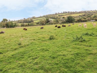 A green field with sheep and alpacas grazing with hills and trees in the background at Pottery Cottage in Begelly near Kilgetty