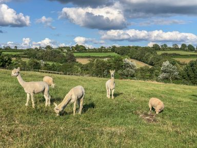 A grassy field with four alpacas and one sheep grazing under a partly cloudy sky