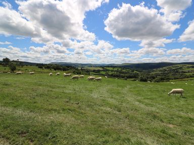 A grassy field with sheep grazing under a partly cloudy sky at Shepherd's View in Rhayader
