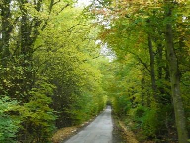 A narrow paved road surrounded by trees with green and yellow leaves at Whitbarrow Holiday Village Troutbeck 5 Ullswater