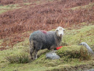 A sheep standing on grassy and mossy land with a red container near rocks