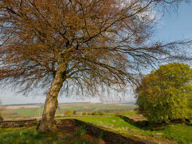 A large tree with branches and leaves next to a stone wall with green fields and hills in the background at Westmains Farm in Penton