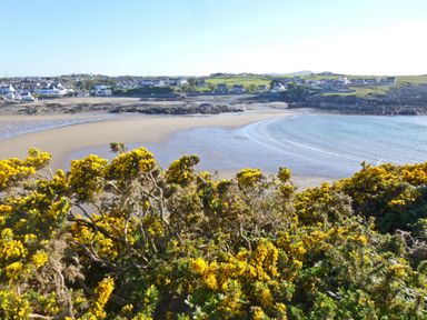 A coastal view with yellow flowering bushes overlooking a sandy beach and houses in the distance at Angorfa in Cemaes Bay
