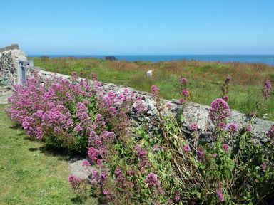 A stone wall with purple flowers beside a grassy area and a bench overlooking the sea at Angorfa in Cemaes Bay
