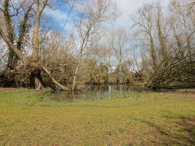 A grassy area with leafless trees surrounding a small body of water at Granary 2 in Madley