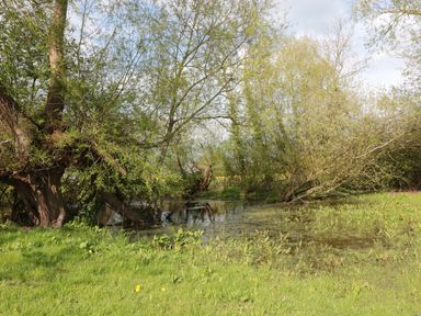 A grassy area with trees next to a small pond at Granary 1 in Madley near Hereford