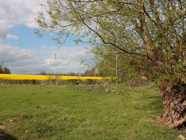A grassy field with a large tree on the right and yellow flowering crops in the background at Granary 1 in Madley near Hereford