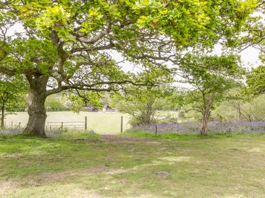 A large tree and smaller trees with green leaves bordering a grassy field with a wooden fence and gate in the distance at Pheasant Lodge in Wimborne Minster