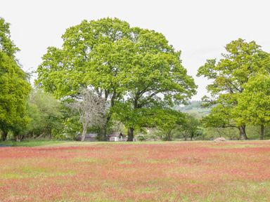 A field with mixed green and reddish grass and large trees in the background at Pheasant Lodge in Wimborne Minster