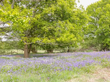 A field of purple flowers under green trees with a fence in the background at Pheasant Lodge in Wimborne Minster