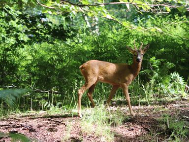A deer standing on a forest floor with green plants and trees in the background at Pheasant Lodge in Wimborne Minster