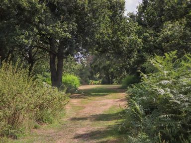 A pathway through grass and bushes surrounded by trees at Pheasant Lodge in Wimborne Minster