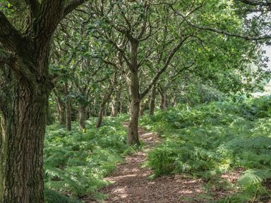 A forest path surrounded by dense ferns and trees at Pheasant Lodge in Wimborne Minster