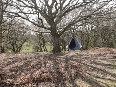 A tree with a hanging tent surrounded by bare trees and dry leaves at Pheasant Lodge in Wimborne Minster
