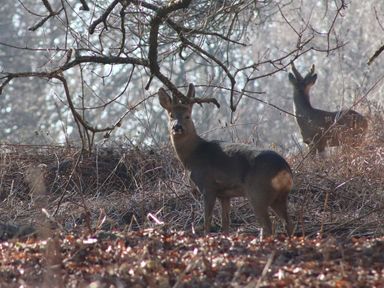 Two deer standing among dry branches and trees in a forest