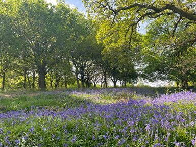 A field of blue flowers with green trees in the background at Pheasant Lodge in Wimborne Minster