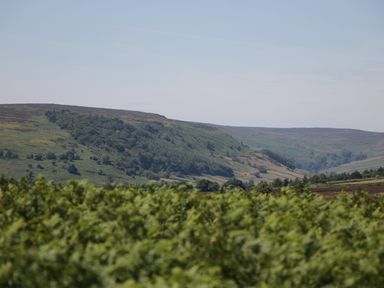 A hilly landscape covered in green vegetation under a clear sky at Richmond Cottage in Burythorpe near Malton