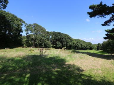 A grassy field with trees along the edges under a clear blue sky at Elm in Truro