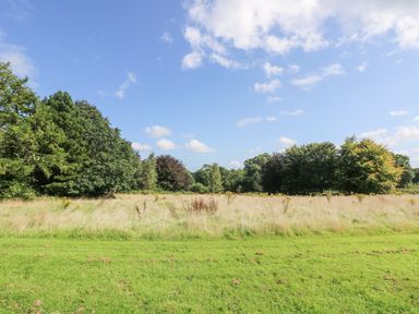 A grassy field with taller grass and small plants in front of a tree line under a blue sky at Rowan in Truro