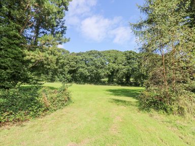 A grass clearing surrounded by trees and bushes at Rowan in Truro