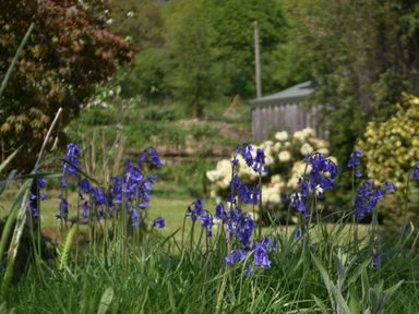A garden with bluebell flowers and green grass near a wooden shed at Buster Barn in Sampford Spiney near Tavistock
