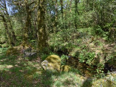 A forest with trees moss covered rocks a wooden bench and a stream at Buster Barn in Sampford Spiney near Tavistock
