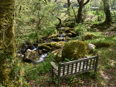 A wooden bench by a stream with moss-covered rocks and trees at Buster Barn in Sampford Spiney near Tavistock
