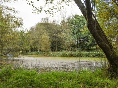 A small pond surrounded by green grass and trees with some fallen leaves at The Linhay in Lydford