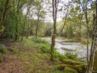 A wooded area with trees and a pond at The Linhay in Lydford