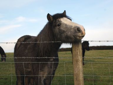 A horse resting its head on a wooden fence post in a field with barbed wire fencing