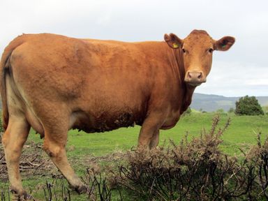 A brown cow standing in a grassy field with hills in the background