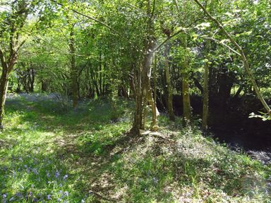 A forest path surrounded by trees and blue flowers at Cullaford Cottage in Scorriton near Ashburton