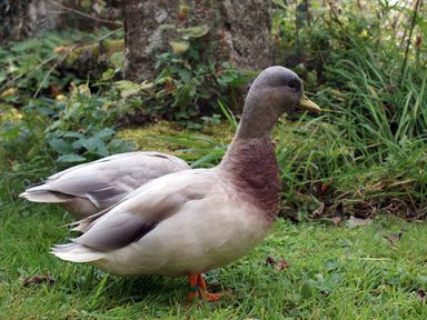 Two ducks standing on grass near plants and a tree in a garden