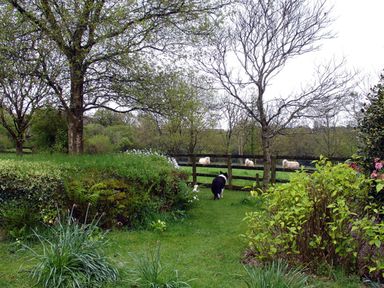 A garden with trees bushes a dog and sheep behind a wooden fence at Burham Barn in Dousland near Yelverton