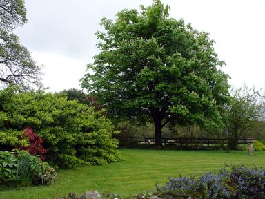 A garden with a large tree a wooden fence bushes and a grassy lawn at Burham Barn in Dousland near Yelverton