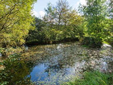A pond surrounded by trees and greenery at Great Bidlake Manor in Bridestowe near Lydford