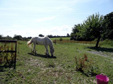 A white horse grazing in a fenced grassy field with trees and a pink bucket at Pittards Farm Cottage in South Petherton