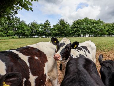 Cows in a field at The Old Log Shed in Honiton