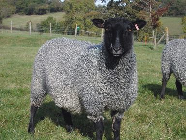 A grey sheep with a black face standing on grass in a fenced field with another sheep in the background